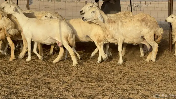 غنم حريات خلفات طيبه بهما ذبايح عددها 44 معاها 44 12