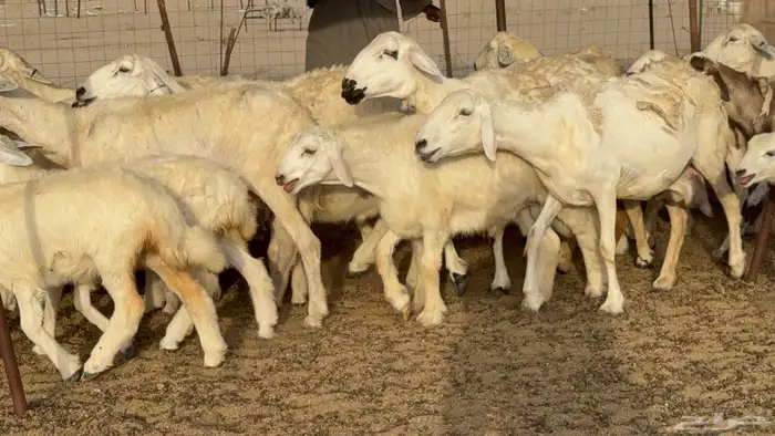 غنم حريات خلفات طيبه بهما ذبايح عددها 44 معاها 44 5