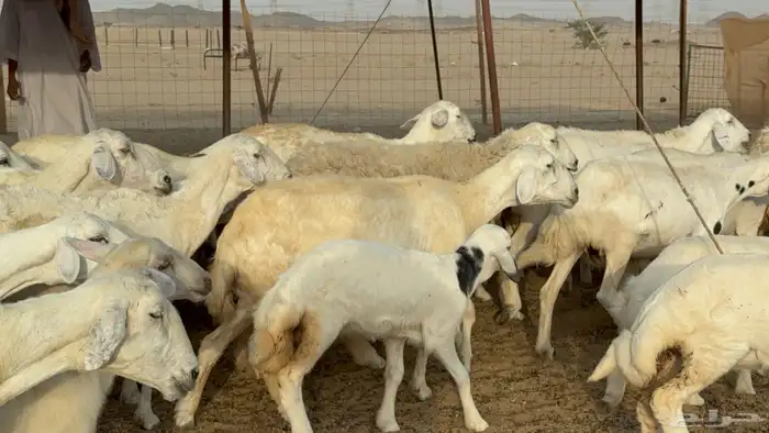 غنم حريات خلفات طيبه بهما ذبايح عددها 44 معاها 44 26