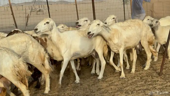غنم حريات خلفات طيبه بهما ذبايح عددها 44 معاها 44 24