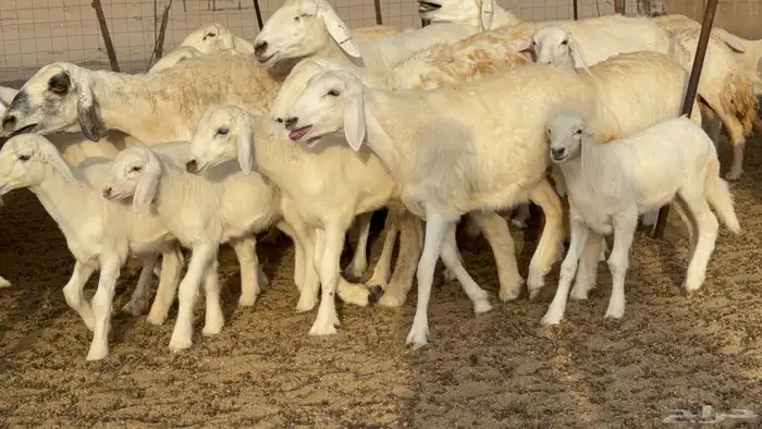 غنم حريات خلفات طيبه بهما ذبايح عددها 44 معاها 44 10