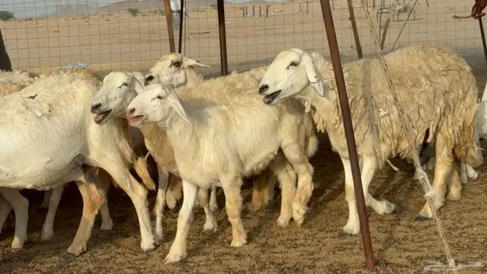 غنم حريات خلفات طيبه بهما ذبايح عددها 44 معاها 44 1