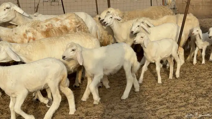 غنم حريات خلفات طيبه بهما ذبايح عددها 44 معاها 44 11
