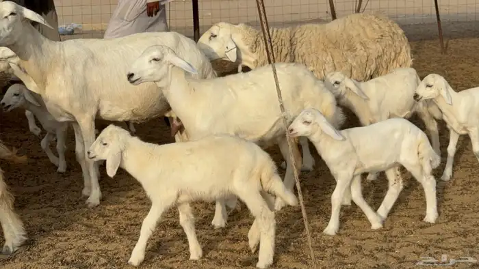 غنم حريات خلفات طيبه بهما ذبايح عددها 44 معاها 44 9