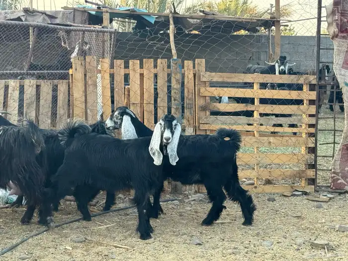 جفار عوارض صنف 3