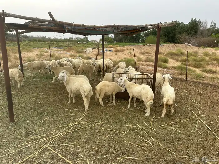 طليان ورخال 2