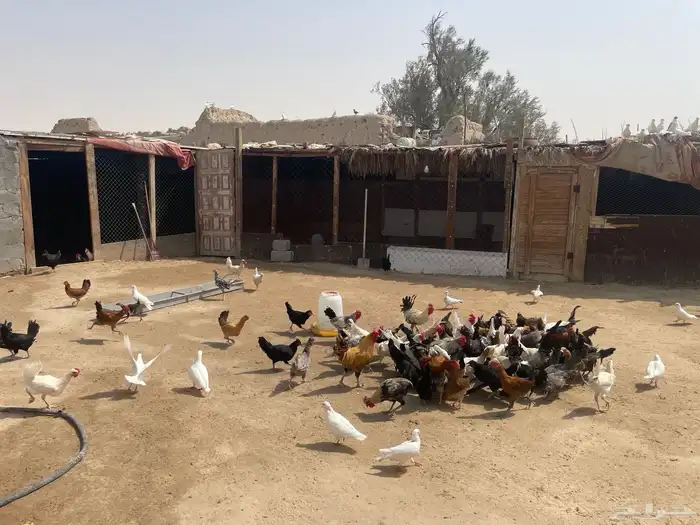 دواجن 6