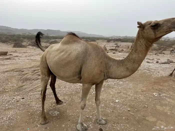 لقحة للبيع 2