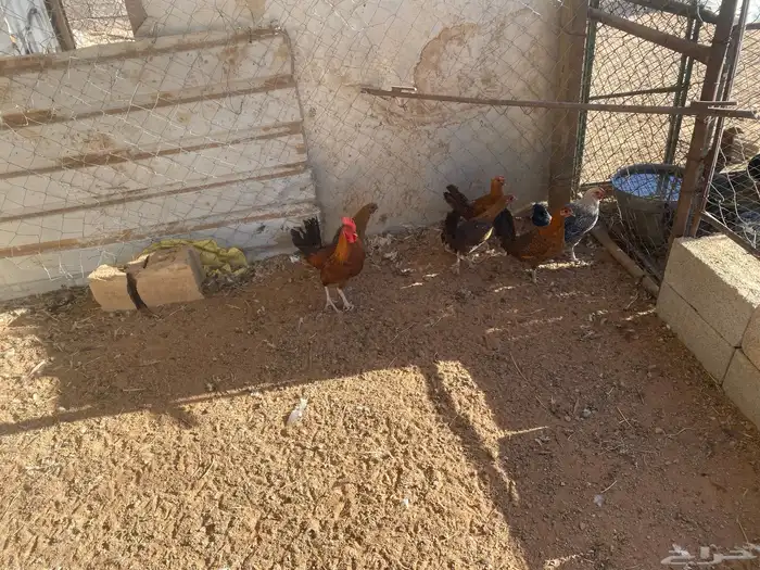 للبيع دجاج أو حمام او أرانب 5