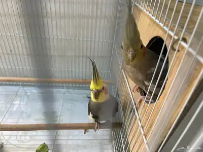 عصفور كروان 2