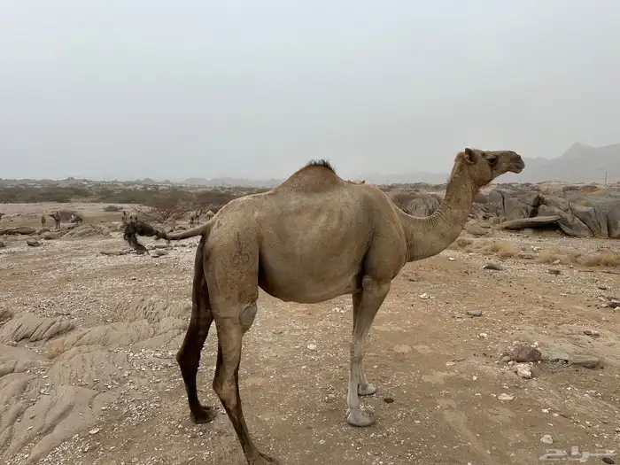 لقحة للبيع 0
