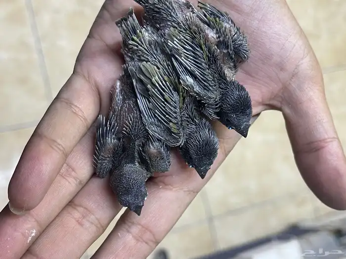 فروخ قولدن 1