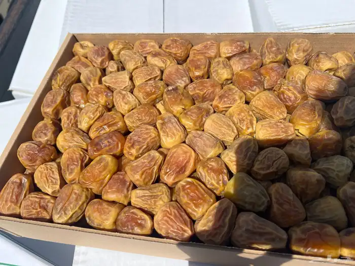 سكري مفتل وأنواع التمور تفريد -جمله. 1