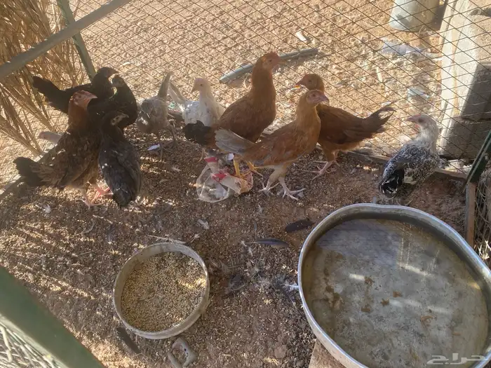 للبيع دجاج أو حمام او أرانب 8