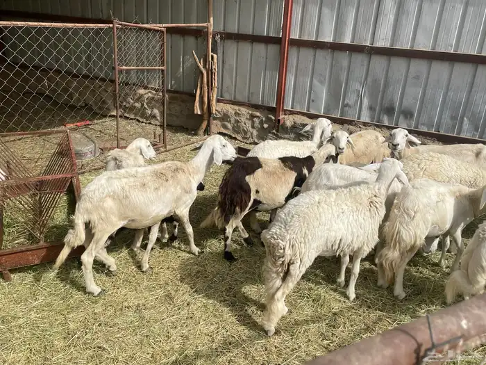ضان 2