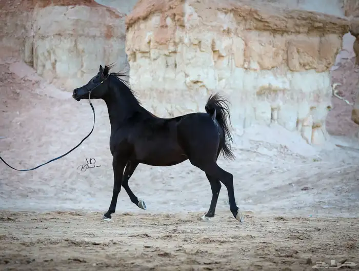 مصور إحترافي  للخيول العربية الأصيلة 4