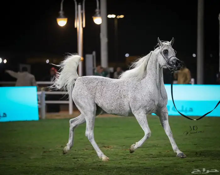 مصور إحترافي  للخيول العربية الأصيلة 5