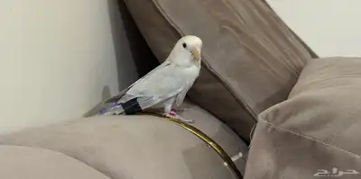 يوجد طير روز نص ولافه الوان مميزه 3