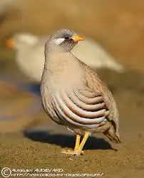 حجل رملي (منتج) 0