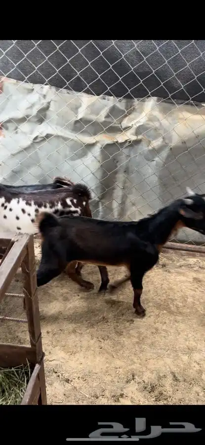تيوس نظاف وسمان 1