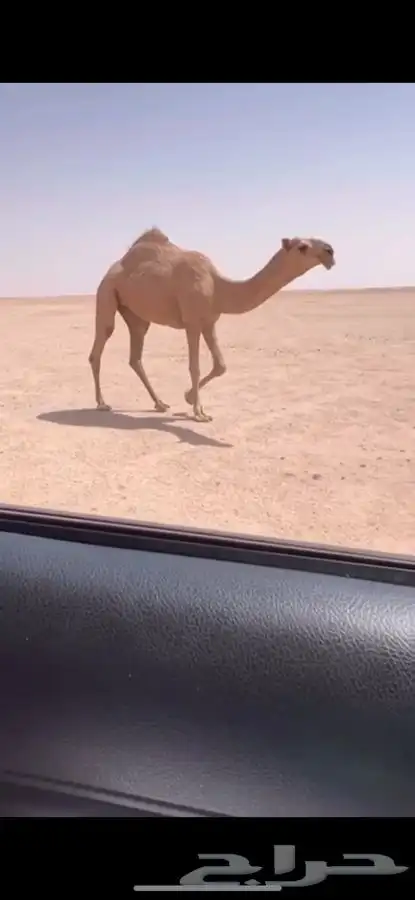 للبيع بكره حقه رمانيه كفووو 0