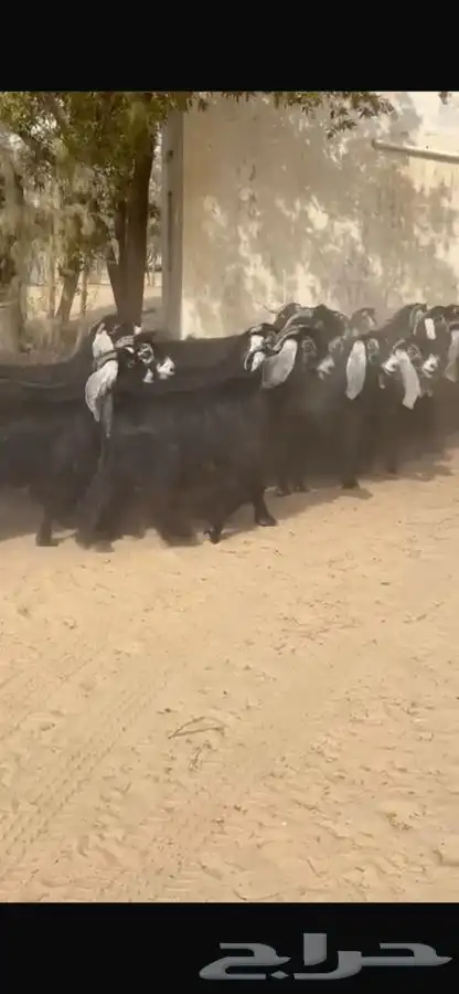 معزا عوارض فاخره اشاب وروس طيبه 12