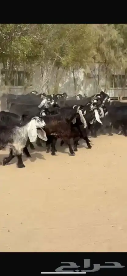 معزا عوارض فاخره اشاب وروس طيبه 14