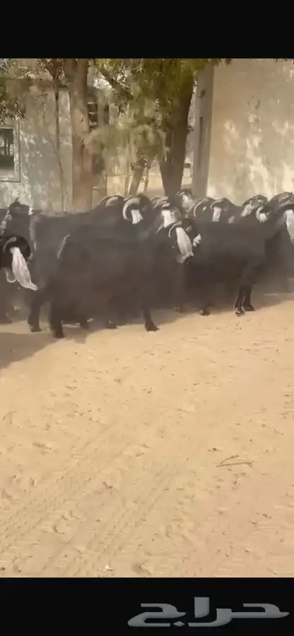 معزا عوارض فاخره اشاب وروس طيبه 13