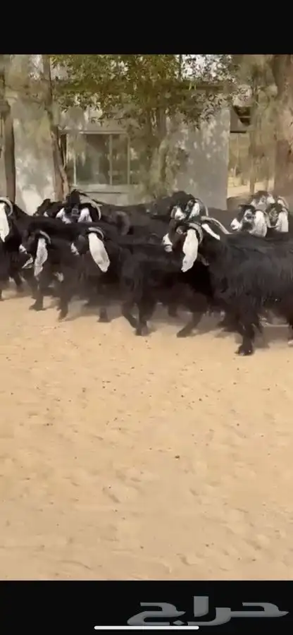 معزا عوارض فاخره اشاب وروس طيبه 4