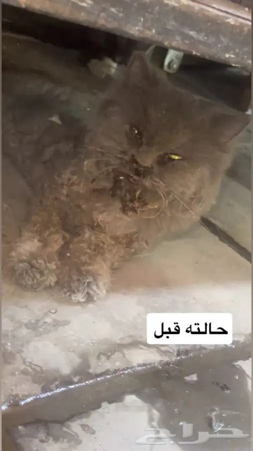 قطط للتبني 0