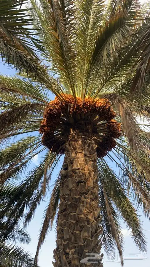 للبيع ثمرة تمر صفري 2