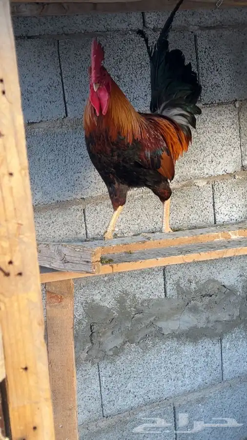 ديك ترثه ملكي 0