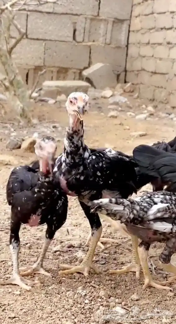 دجاجه سنديه عليها 5 فروخ 0