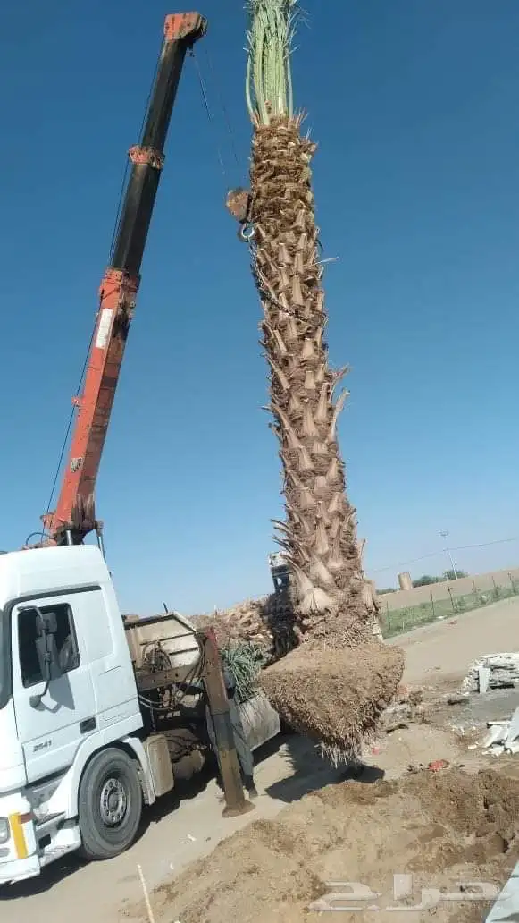 يوجد نخيل وسدر للبيع 0