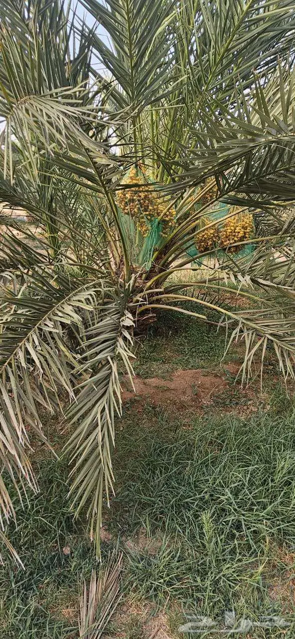 انخل للبيع 4