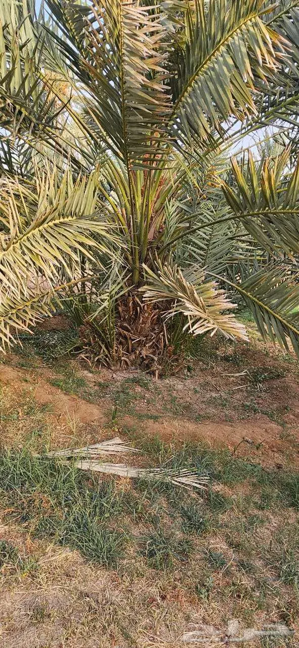 انخل للبيع 2