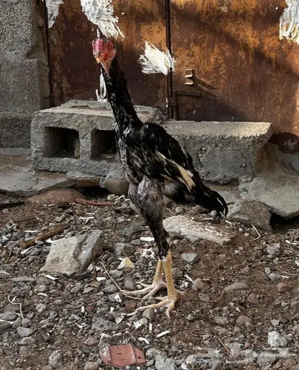 ديك شامو ياباني 0