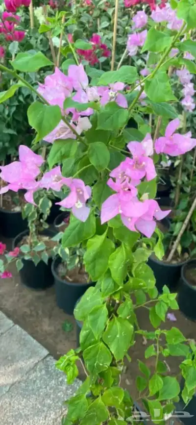 قسم النخيل والشجر ونباتات حديثة 4