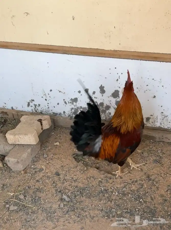 ديك ترثه ملكي 2