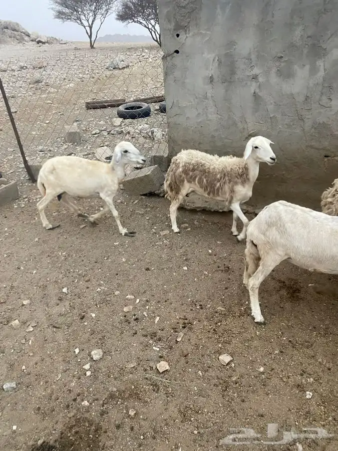 ضان دفع 5
