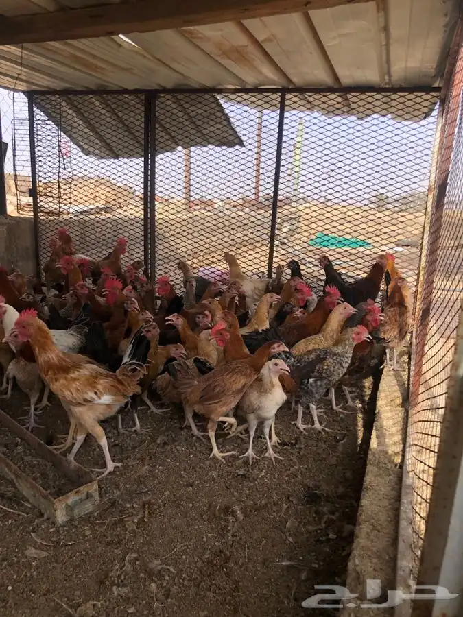 للبيع صوص دجاج 3