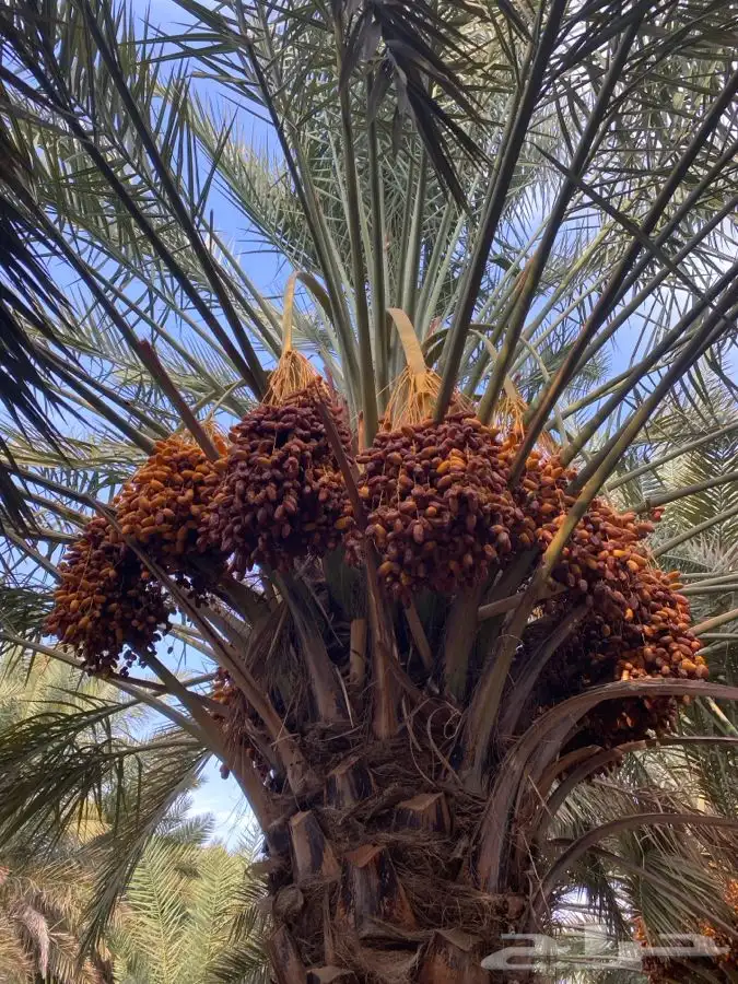 للبيع ثمرة تمر صفري 3