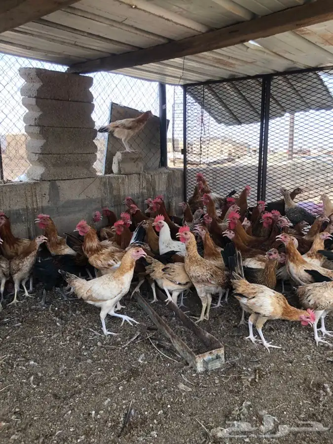للبيع صوص دجاج 5