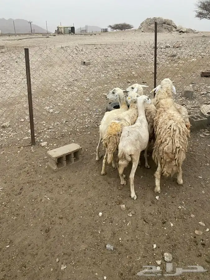 ضان دفع 7