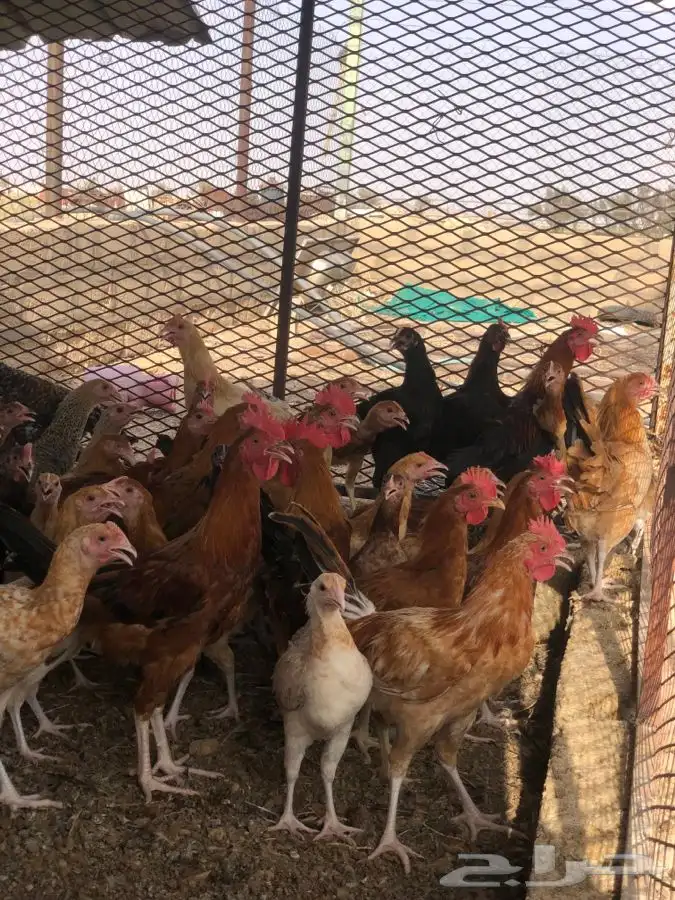 للبيع صوص دجاج 0