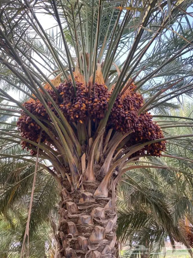 للبيع ثمرة تمر صفري 1