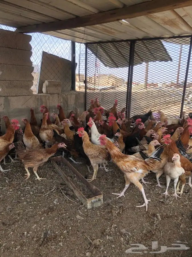 للبيع صوص دجاج 4
