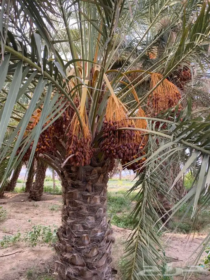 للبيع ثمرة تمر صفري 0