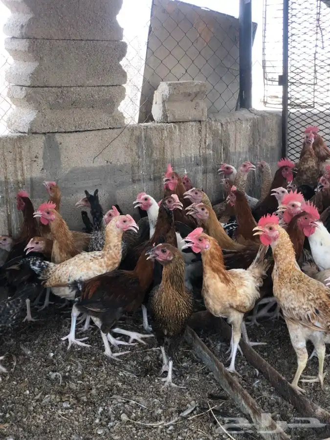 للبيع صوص دجاج 2