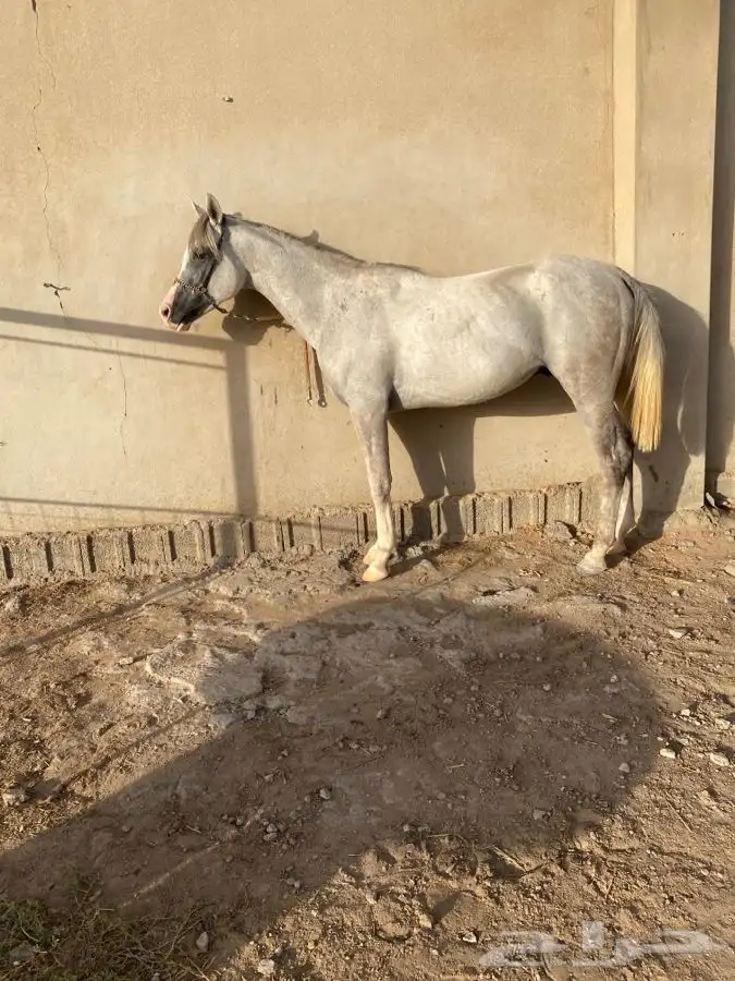 حصان شعبي راهي وحار 0